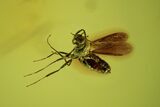 Fossil Flies (Chironomidae) In Baltic Amber #102731-2